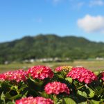 超簡単！Canvaで背景ぼかしを使っておしゃれ写真を作る方法