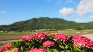 超簡単！Canvaで背景ぼかしを使っておしゃれ写真を作る方法